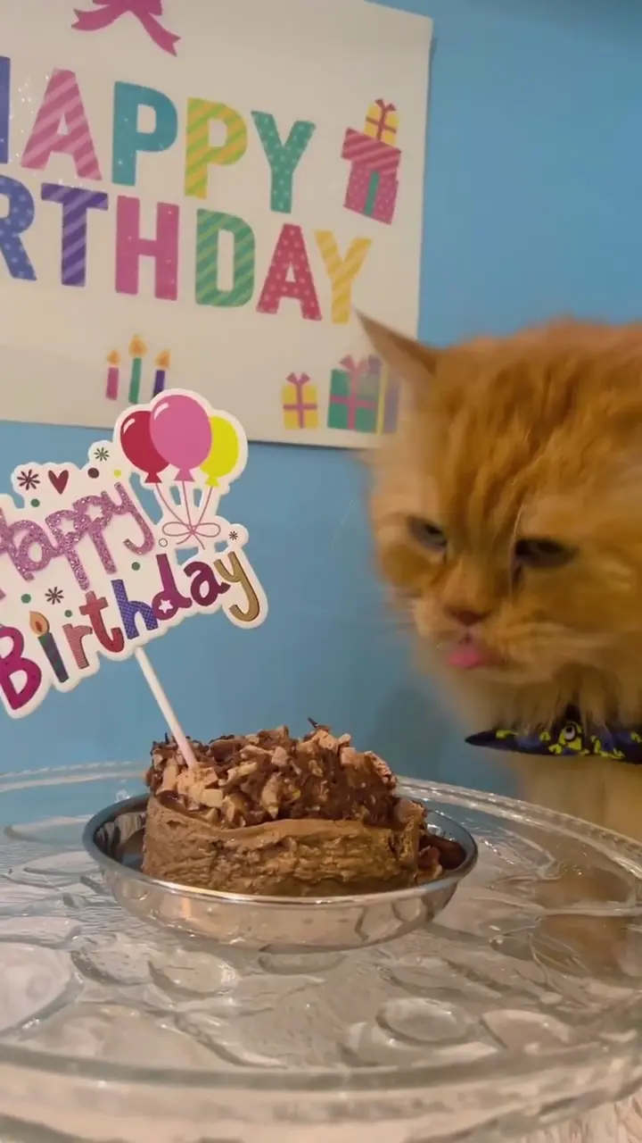 Happy birthday cat video — the banner and the cake