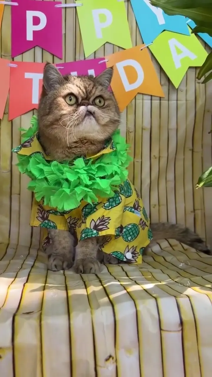 Happy birthday cat video — a luau birthday