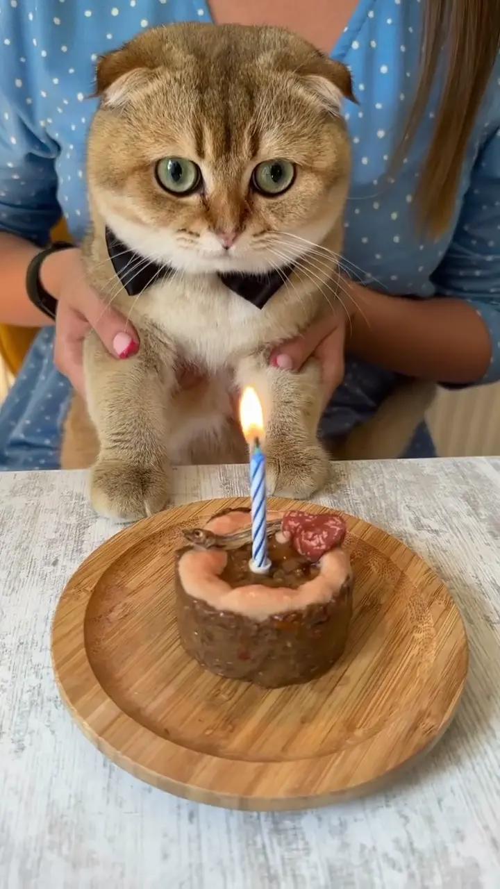 Happy birthday cat video — paws on the table