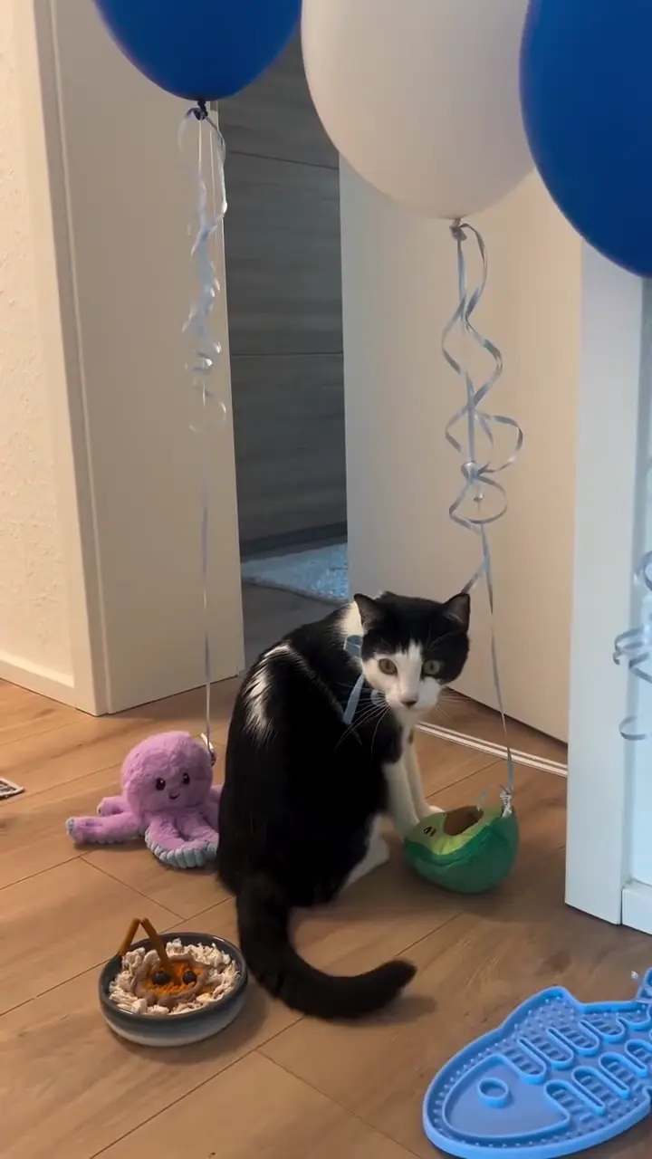 Happy birthday cat video — a first birthday with balloons