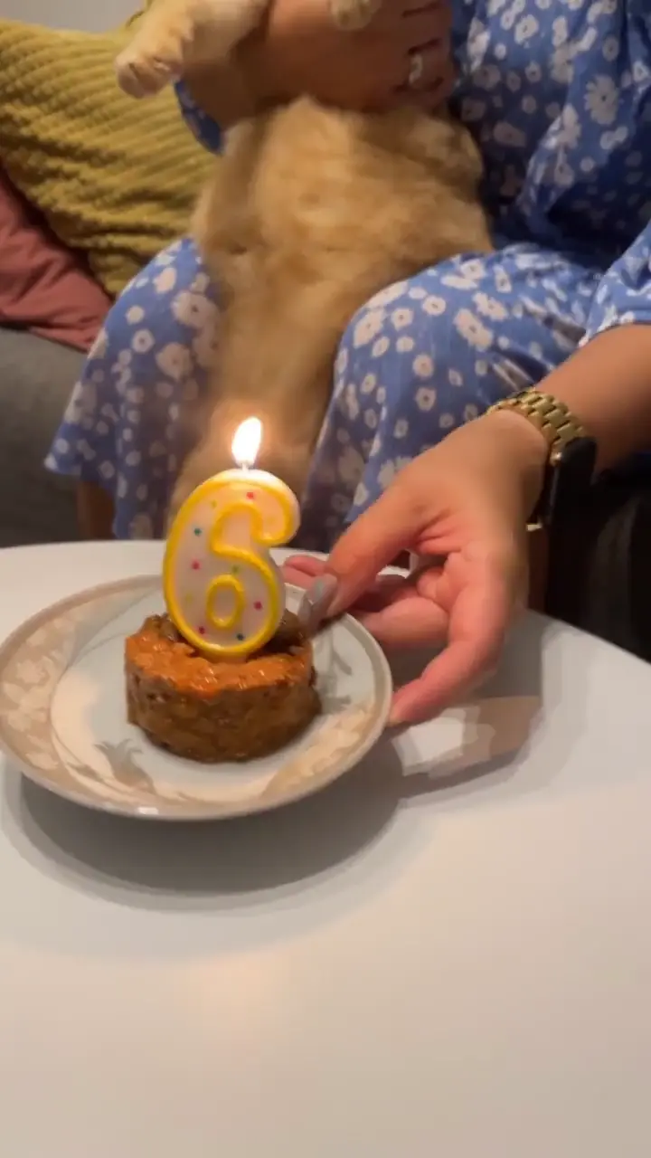 Happy birthday cat video — a lap, a hat and a 6 candle