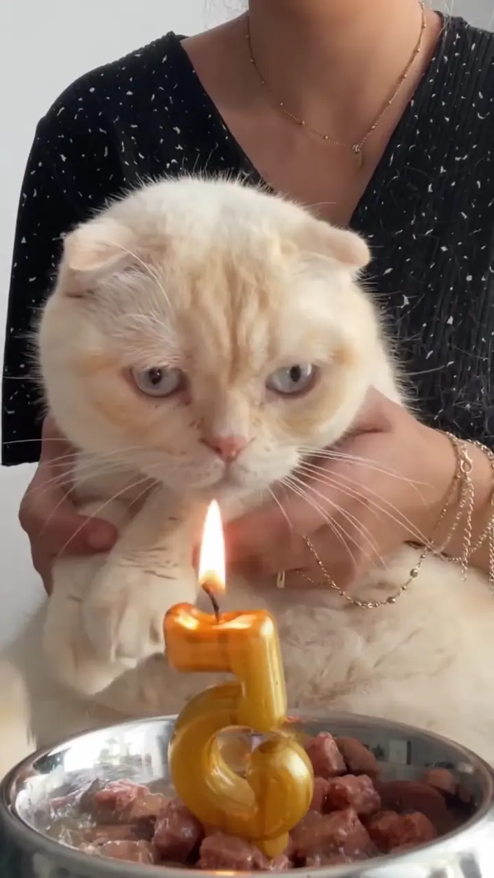 Happy birthday cat video — a paw over the number 5