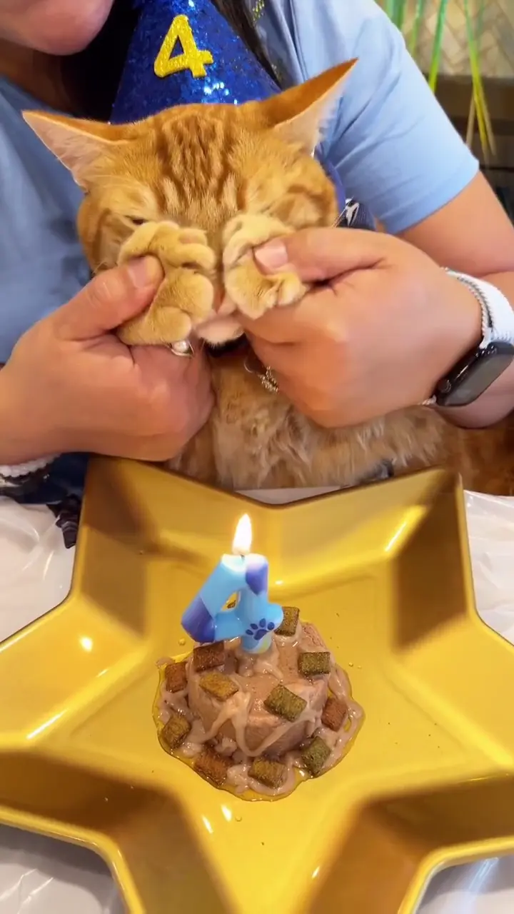 Happy birthday cat video — a party hat and a number 4 candle